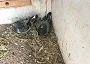 Blue wf hen1st Open sitting on her eggs