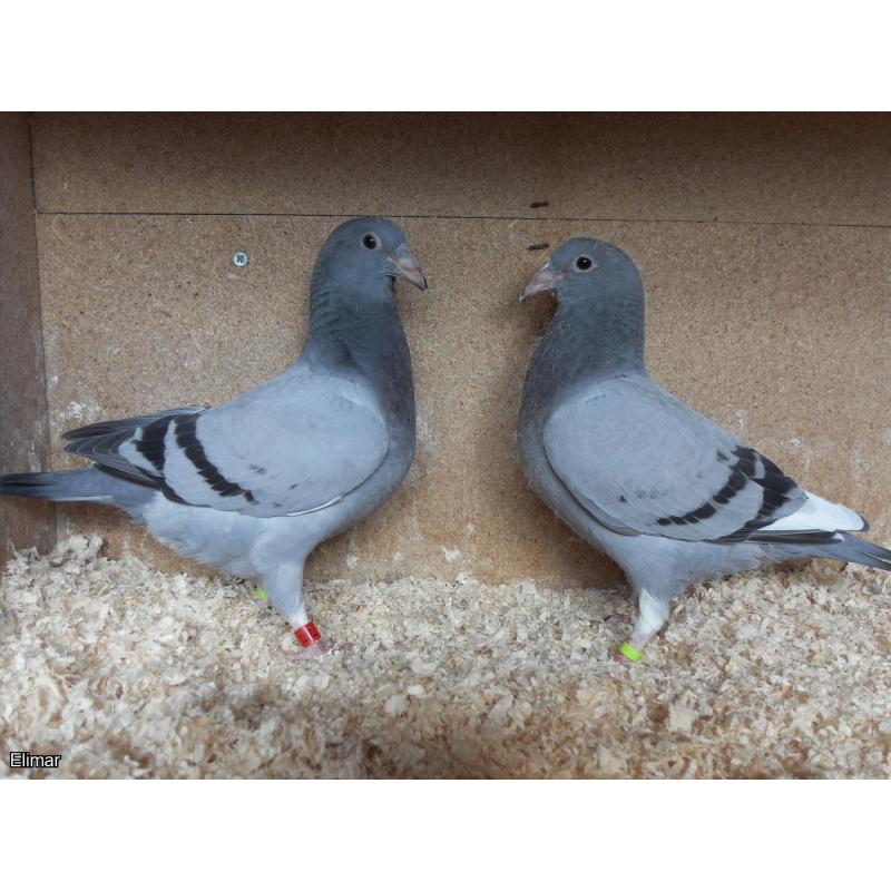 2 Y/Birds from direct Syndicate stock