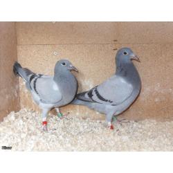 2 Y/Birds from Direct Syndicate stock