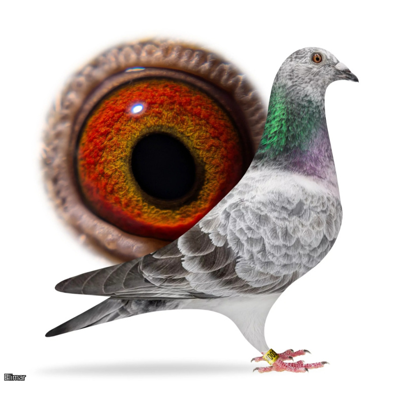 QUALITY HEN BIRD **TOP OLR LINES**