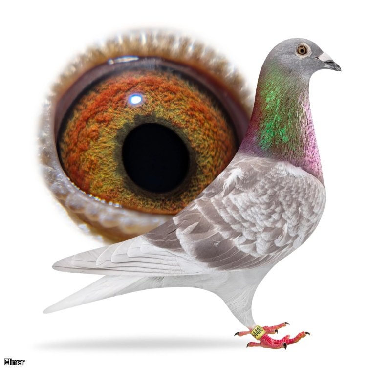 QUALITY COCK BIRD **TOP OLR LINES**