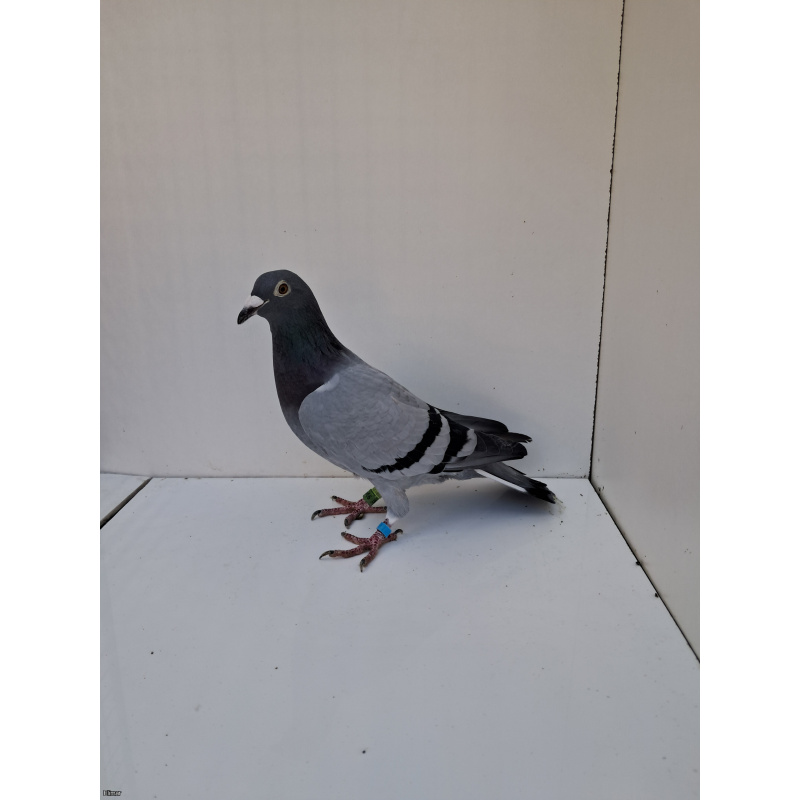 PL - 23-0441-9168 Blue hen from Marcel Albrecht bloodline.