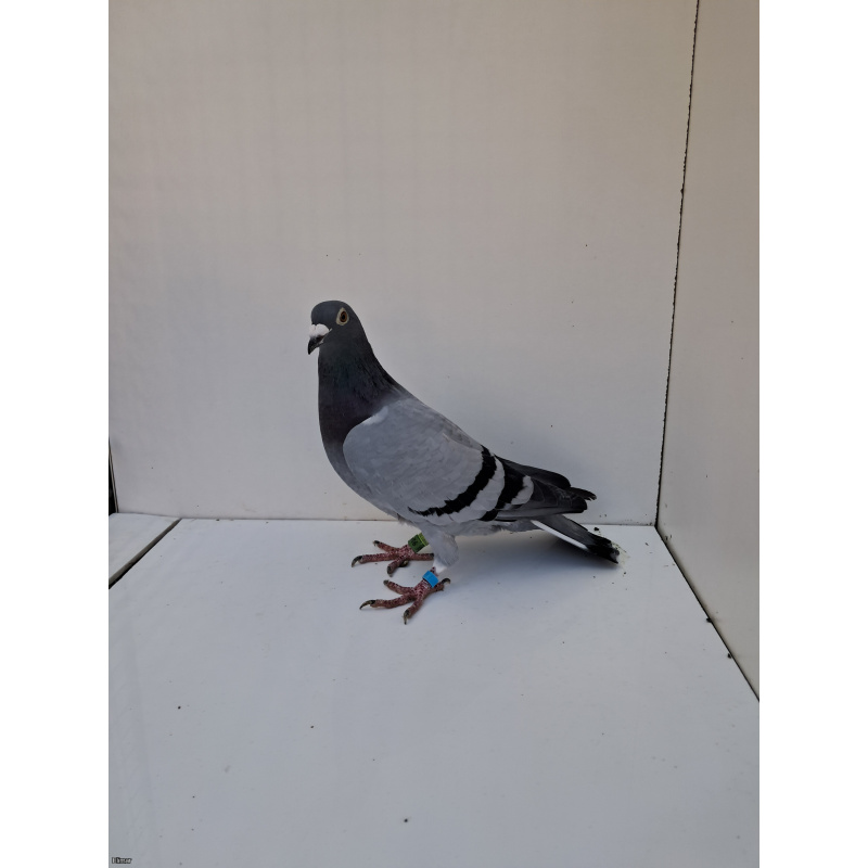 PL - 23-0441-9168 Blue hen from Marcel Albrecht bloodline.