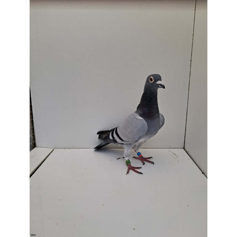 PL - 23-0441-9175 Blue Cock from Marcel Albrecht bloodline.