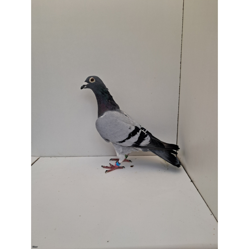 PL - 23-0441-9175 Blue Cock from Marcel Albrecht bloodline.