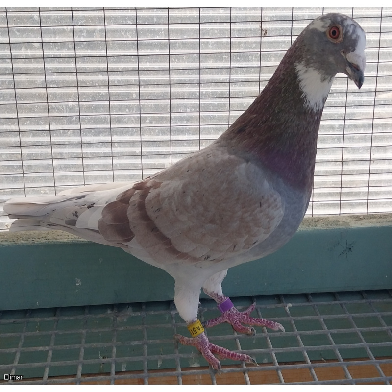 Red pied