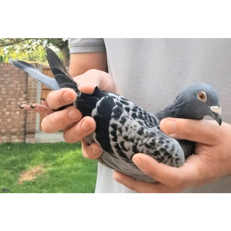 Distance Hen