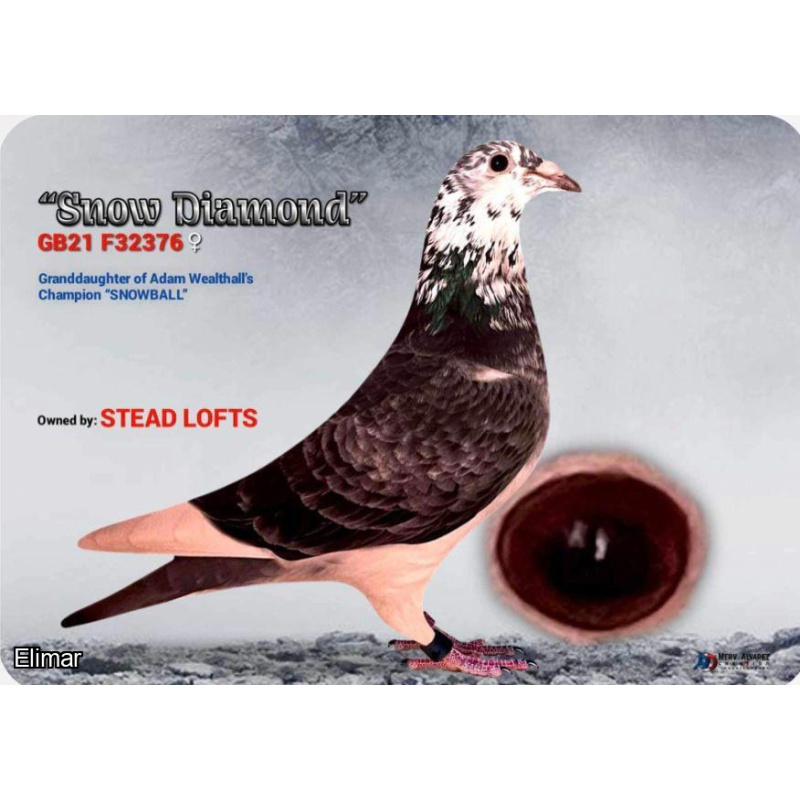 Grizzle Pied Hen "SNOW PATROL" 26V35492 Inbred to the Lambrechts Super Breeder "CHAMPION SNOWBALL"