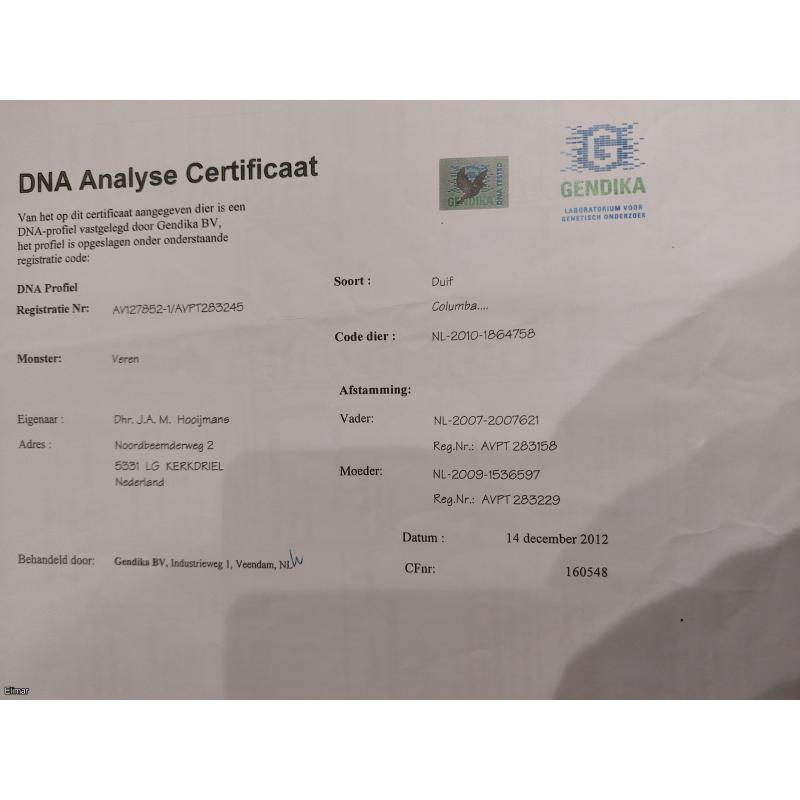 Blue Cock 16S055340 DNA Certified G.Son of Hooymans Legend "HARRY"