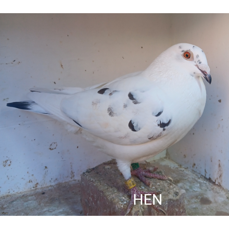 Five Louella Jan Aarden Kirkpatrick Bloodline Racing Pigeons