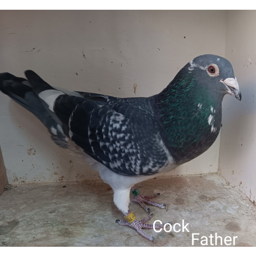 Five Louella Jan Aarden Kirkpatrick Bloodline Racing Pigeons