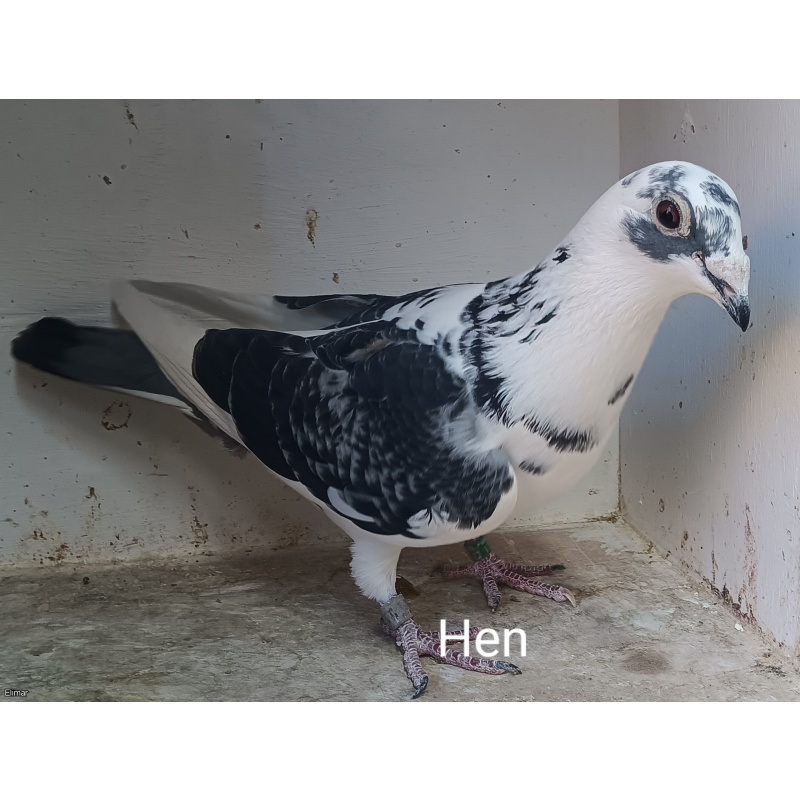 Five Louella Jan Aarden Kirkpatrick Bloodline Racing Pigeons