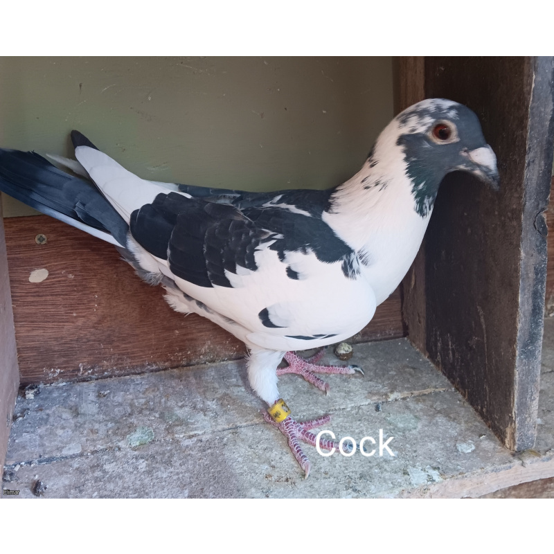 Five Louella Jan Aarden Kirkpatrick Bloodline Racing Pigeons