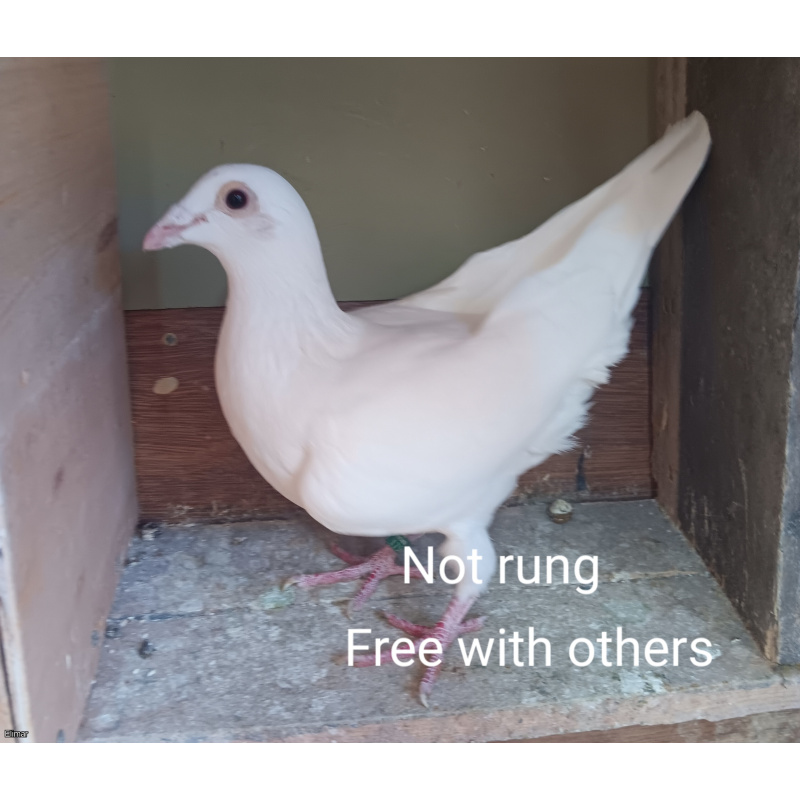 Five Louella Jan Aarden Kirkpatrick Bloodline Racing Pigeons