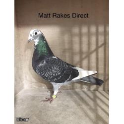 6x 2023 Matt Rakes YBS Direct from my Distance Stock Birds