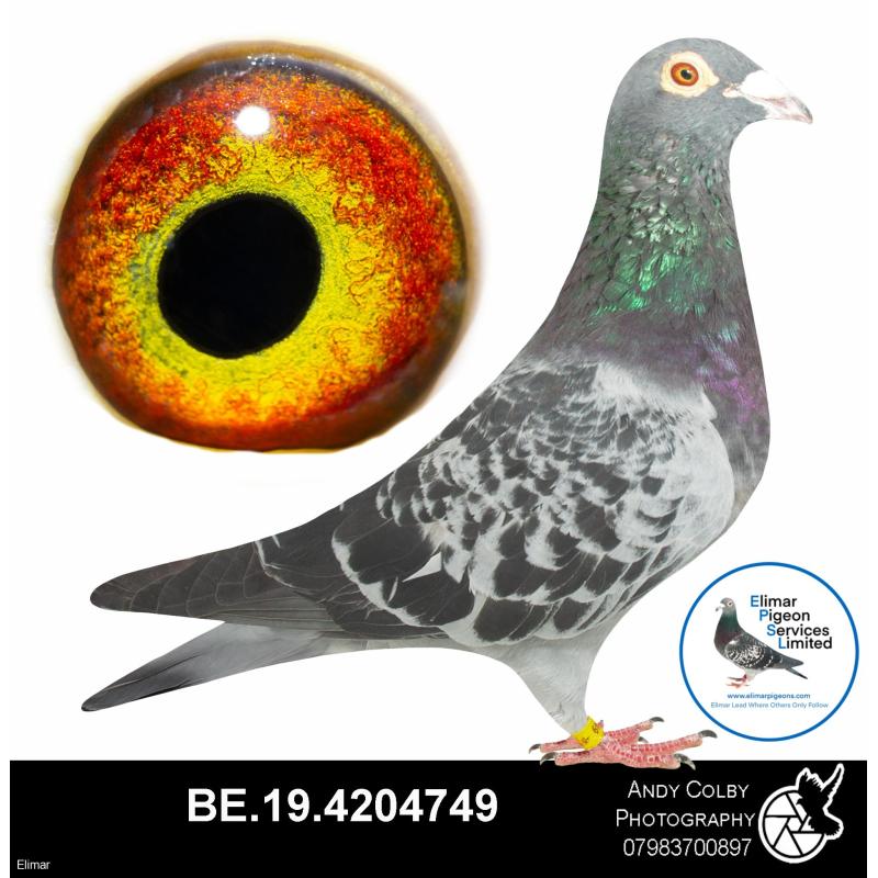 Cheq Cock B19-4204749 Direct Geert Eeckhout. Direct from 2016 Ace Pigeon De Strijdersbond
