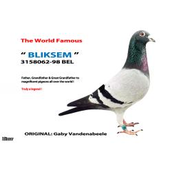 Blue WF Cock 19Z24247 G.Son of the cracking racer/breeder “STAR” 3rd Open MNFC Carentan