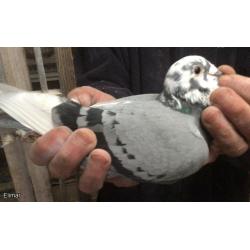 Lot.12. B16-6206165 Blue Pied Hen g-d of such greats as “Goede Rode” and “Pithivierske” dgt “Blauwe Leo”