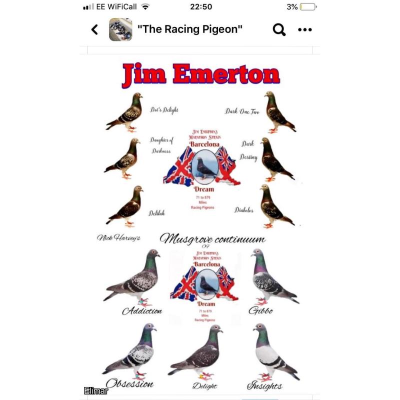 6 Jim Emerton Marathon Strain Young Birds.