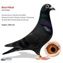 Black Cock "THE BLACK PITBULL" 19D39082 Won 3rd Amal 1,140 birds, 4th North West Combine 4,456 birds