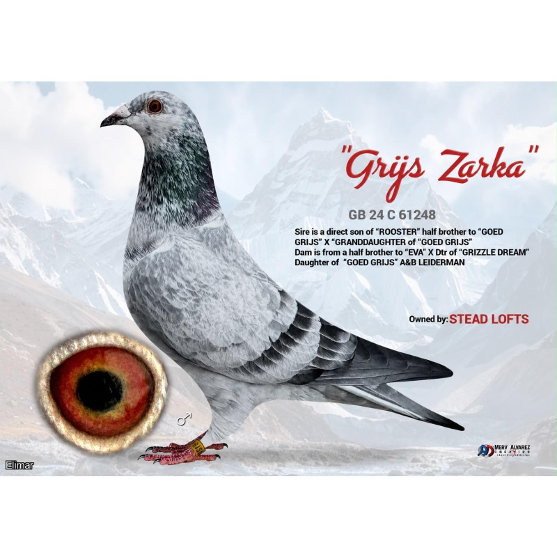 Grizzle Cock "GRIJS ZARKA" 24C61248 G.Son of "ROOSTER" -Ace 1/2 Brother Leideman's "GOED GRIJS"