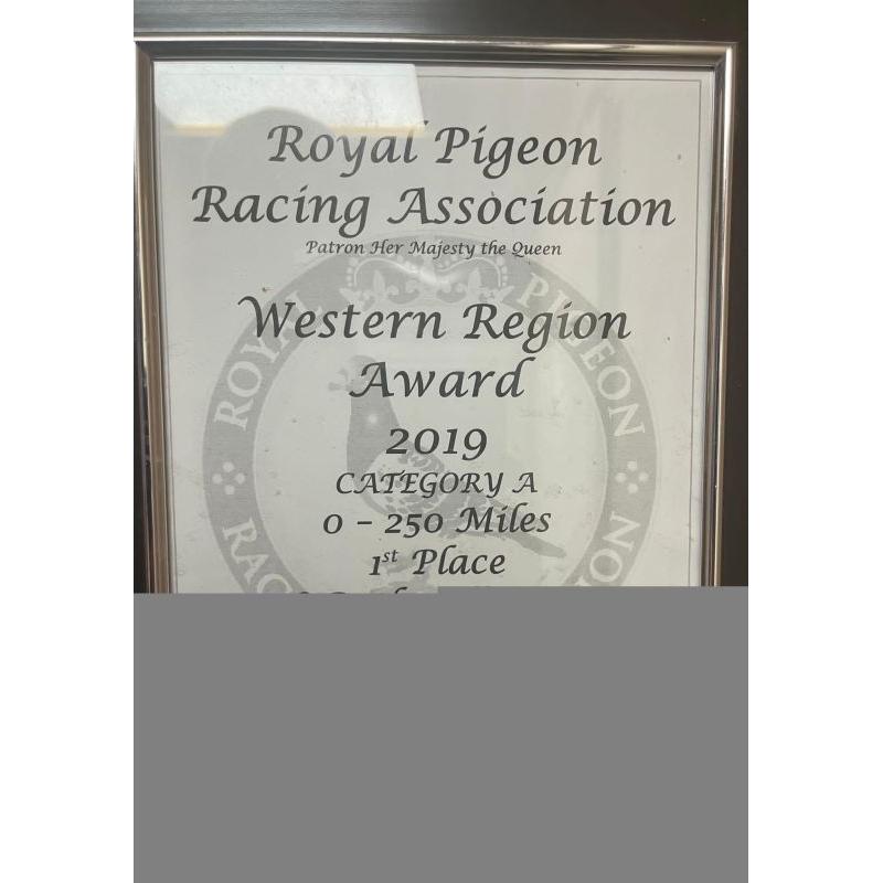 1 x 2022 YB Direct from "CHAMPION STAN'S 015" 1st RPRA Western Region Sprint Award winner (No.2 of 2 YB)