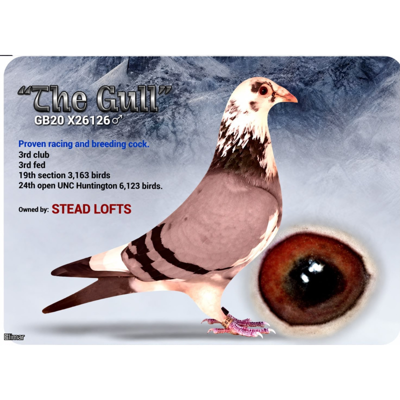 Grizzle Pied Hen "SNOW PATROL" 26V35492 Inbred to the Lambrechts Super Breeder "CHAMPION SNOWBALL"