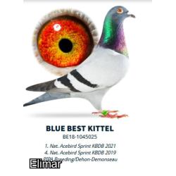 Cracker! Blue Cock 22B83411 The Best of "BEST KITTEL" and "BLACKPOOL KITTEL" in perfect harmony!