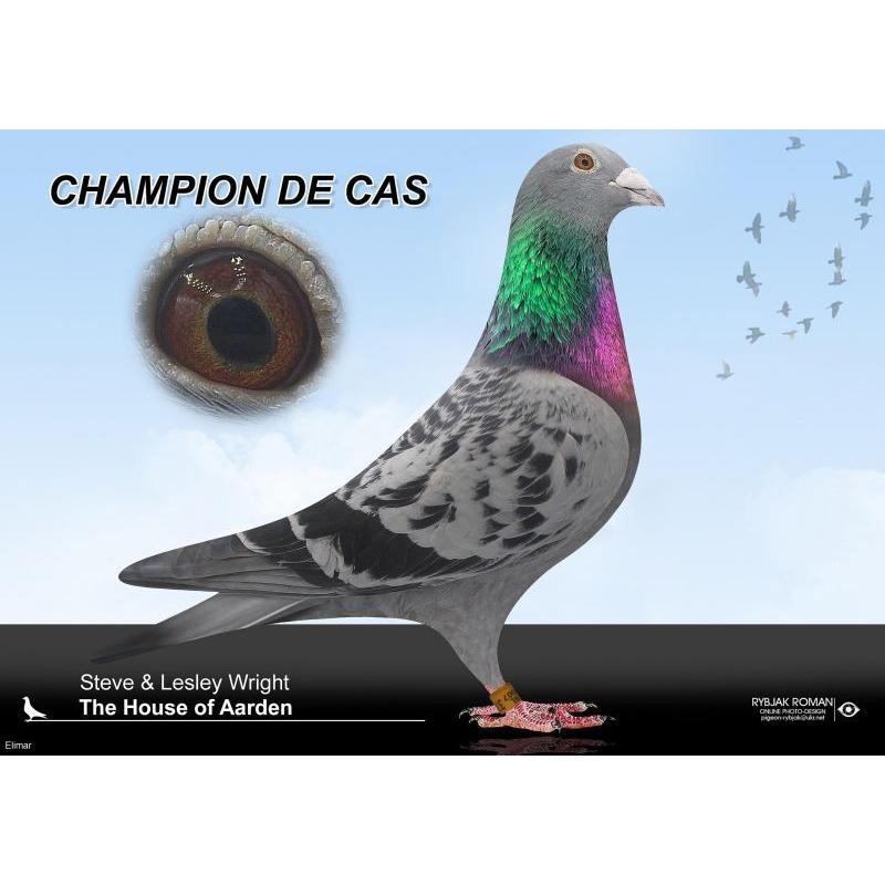Dark Cock 17N024599 G.Son of "CHAMPION DE CAS" - Barcelona Great