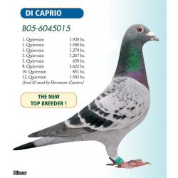 Lot.10.GB17L42039 Blue Hen bred by Syndicate Lofts dgt of super breeder “MAX” son of “NIEUWE ROSSI” & EENOOGSKE” & “STARDUST” dgt “DE CAPRIO” & “DOCHTER KANNIBAAL”