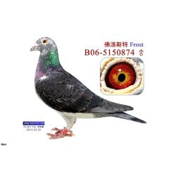 Cheq Hen B14-2023750 Direct Daughter of "FROST" and Full Sister to "SACHI" 1st National La Souterraine (Fastest of 23,854 birds)