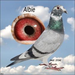 ** ALBIE **  3x1st Clubs & 1st Fed (if not beaten by loft-mates) as a YB only - SUPER PIGEON