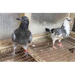 S & J Turner - Chesterfield (Box 6) Kennedy & Lyons x Syndicate Lofts  Young Birds