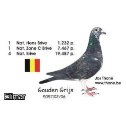 Grizzle Hen B16-2222234 Direct Jos Thone. Inbred to the Legendary "AVRIL" - Winner of 20 x 1st