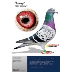 Blue Cock 16X66502 Direct from ""HARRY'S BOY" AND You Buy Him Get a FREE HEN!!!