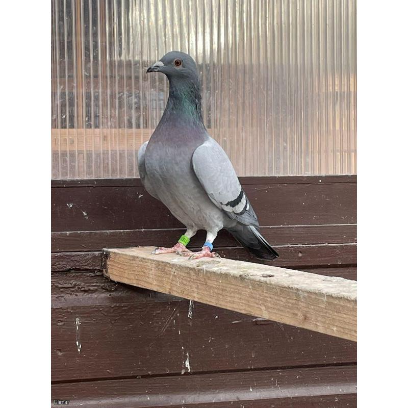 Unique Opportunity  kit of stock pigeons