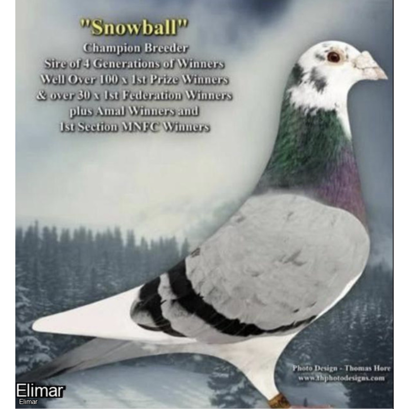 Blue Pied Hen 23V17212 G.Daughter of A Wealthall & Son's "CHAMPION GRIZZLY BEAR"