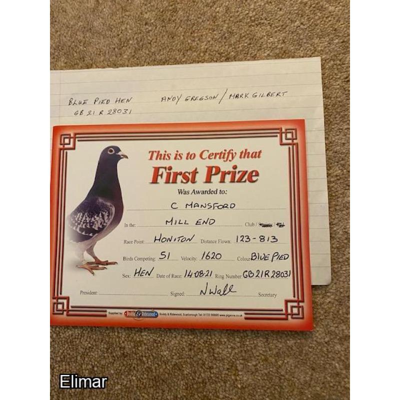 Blue Pied Hen 21R28031 1st Honiton - Andy Gregson / Mark Gilbert bloodlines