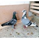 Lovely pair of Stock Birds, VDBulck x Laenen/Heremans