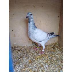 Grizzle Hen 23E36648 Nest-Brother to the Sire Has Bred Fed, Combine and RPRA Award winner!