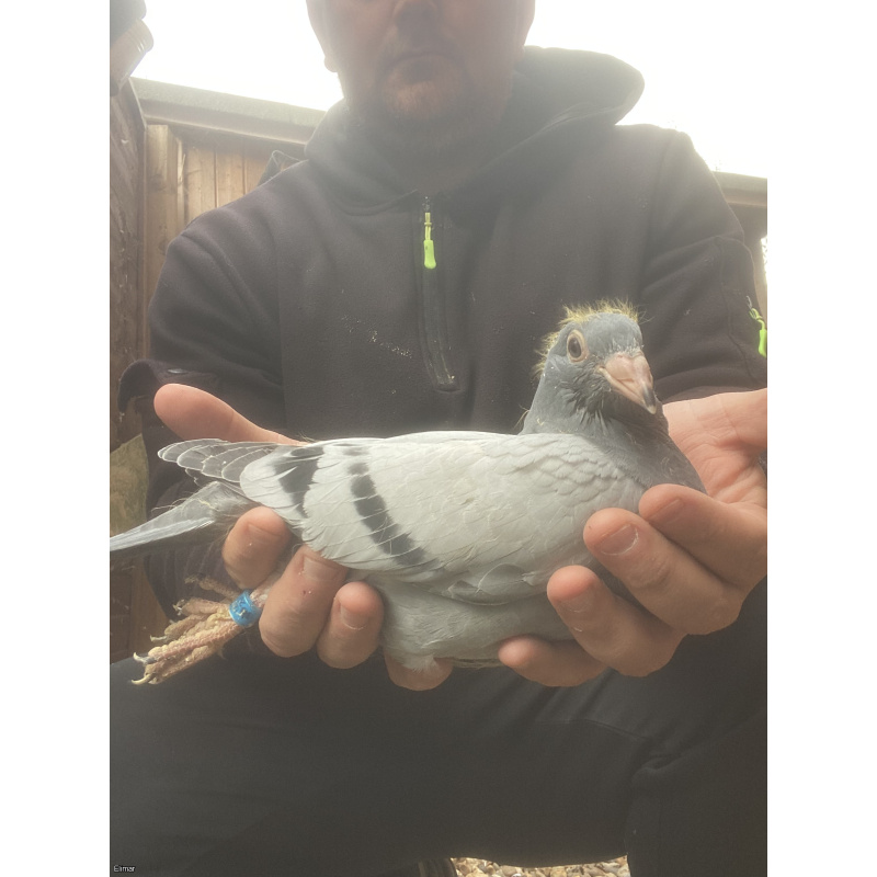 YOUNG BIRD HURRICANE BLIZZARD X PATRICK BOECKX