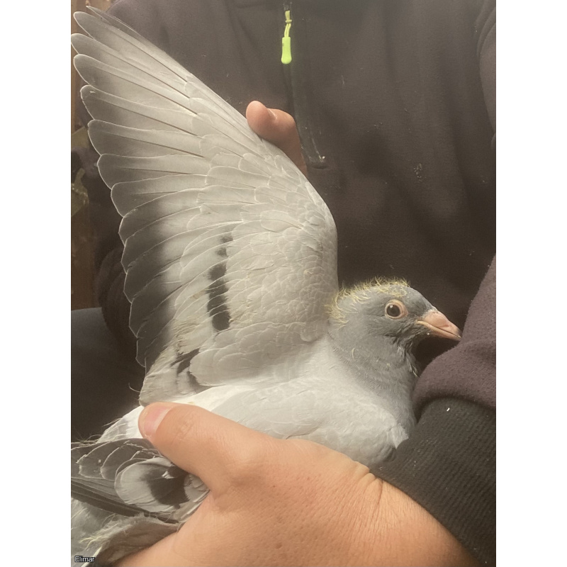 YOUNG BIRD HURRICANE BLIZZARD X PATRICK BOECKX