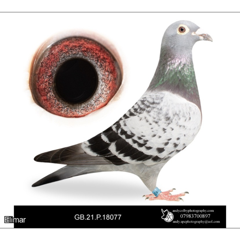 YOUNG BIRD HURRICANE BLIZZARD X PATRICK BOECKX