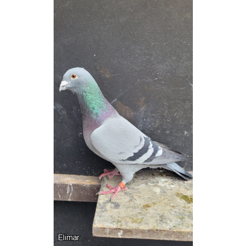 GB20V38849 - Blue Cock, Grandson of "Sagan" - Excellent pigeon available now