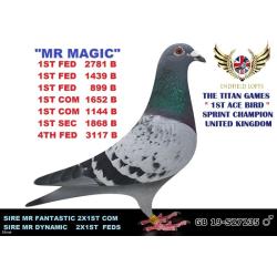 Lot.15. GB23D28694 Chequer Cock a g-s of Superstar “Mr Magic” 12 x 1sts incl. 1st Ace Sprint Champion Titan Games.