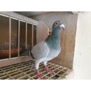 Angwin Family Pigeons Blue Hen 20F26865 G.Child of the brilliant "RAMBO" and "BROTHER OLYMPIC ROSITA"