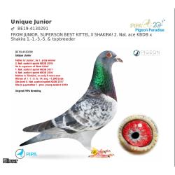 Cheq Cock 20S46930 G.Son of "JUNIOR" 2nd Ace KBDB Superson of KBDB Champion "BEST KITTEL"