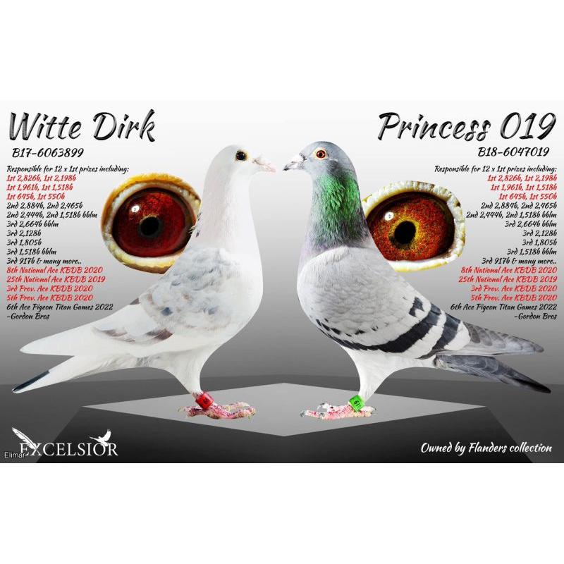 Stunning Red Grizzle Cock "ICE BLIZZARD 61" 25V18961 Wonderful Example of the Brilliant "BLIZZARD KING KITTEL" and "WITTE DIRK"