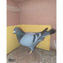 PIGEON FROM GARY COX DOWN FROM WIND BREAKER /SIS/BOLT