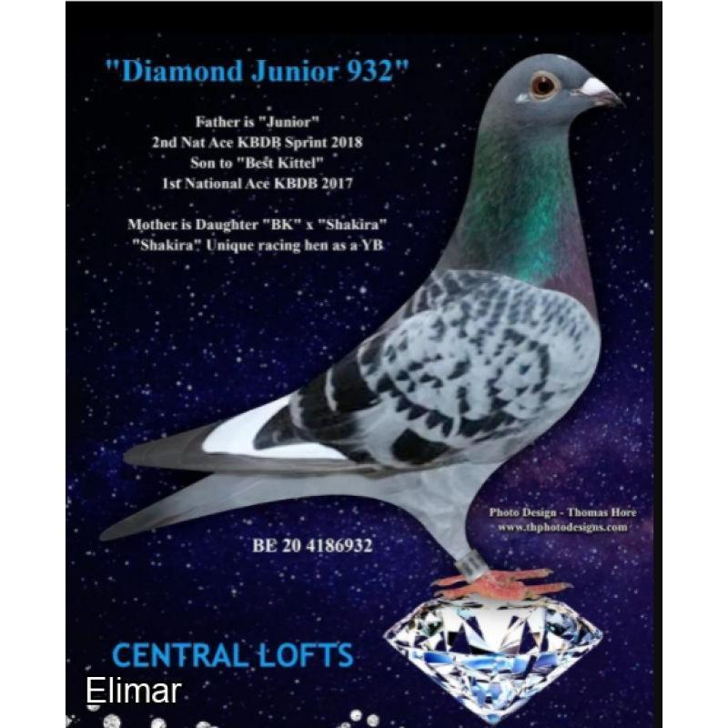 EXCLUSIVE! Stunning Blue Hen "EMPEROR'S SWEETHEART" 21L05516 Direct Daughter of "THE EMPEROR" x "DIAMOND JUNIOR 932" - No Finer "BEST KITTEL" blood